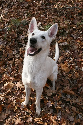 2008 08 28 White German Shepherd Ready