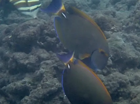 A. Dussumieri