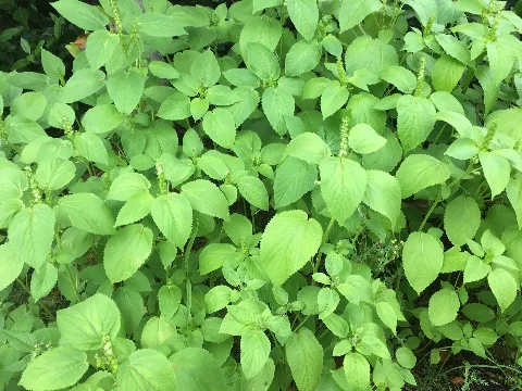 Acalypha Ostryifolia