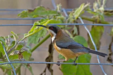 Acanthorhynchus Tenuirostris Victoria, Australia 8
