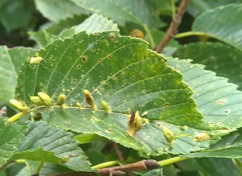 Aceria Parulmi