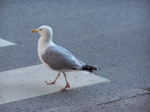 Adapted Seagull