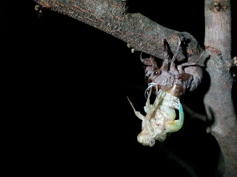Adult Cicada Emerging From Exuvia