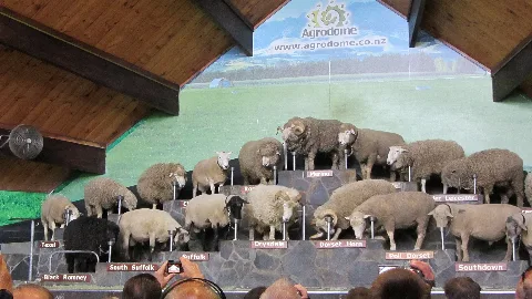 Agrodome, Rotorua (482726)