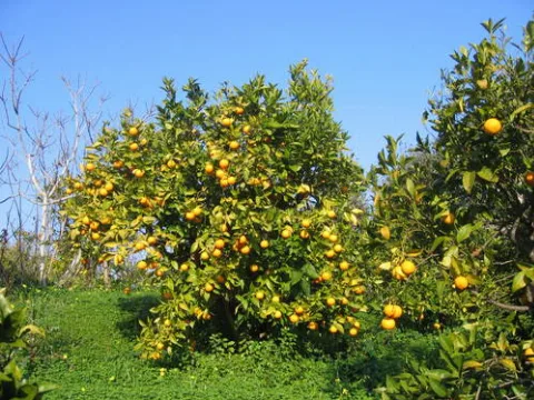 Agrumeto Rodi Garganico