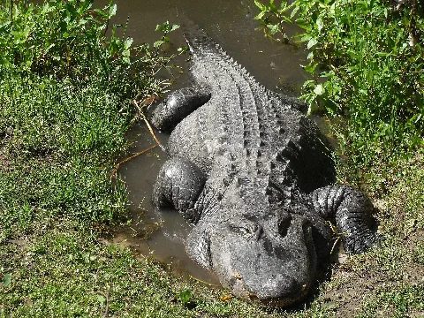 Alligator At The Central Florida Zoo In Sanford, Florida