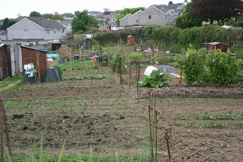 Allotment Gardens And New Housing Estate, Liskeard Geograph.org.uk 171797