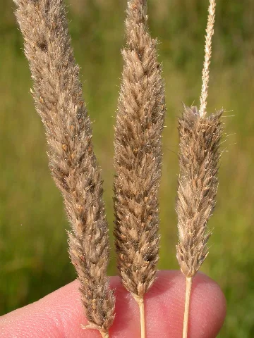Alopecurus Arundinaceus