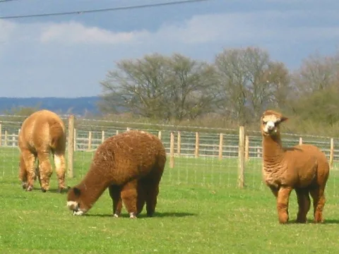 Alpacas At Ossory Farm Geograph.org.uk 154150