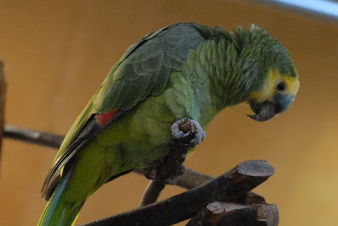 Amazona Aestiva San Francisco Zoo 8A