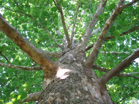 American Sycamore Bark