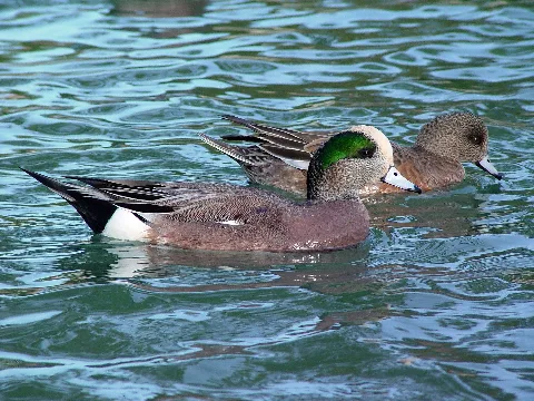 American Wigeon Pair