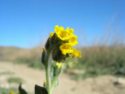 Amsinckia Menziesii San Francisquito Canyon