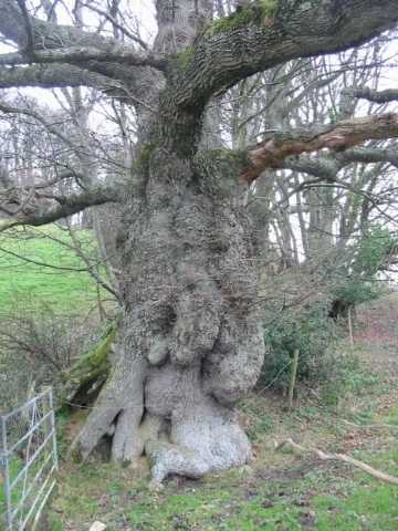 Ancient Oak Near Parnham Geograph.org.uk 94127