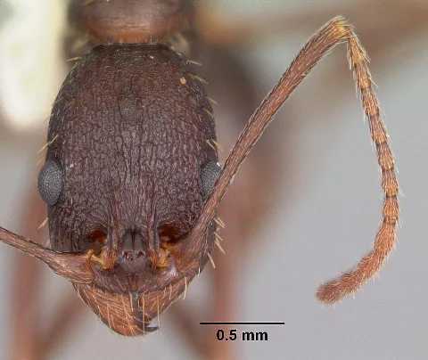 Aphaenogaster Ashmeadi Casent0103563 Head 1