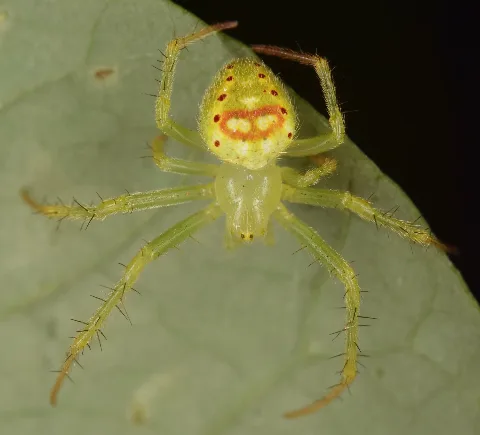Araneus Cingulatus 47040160