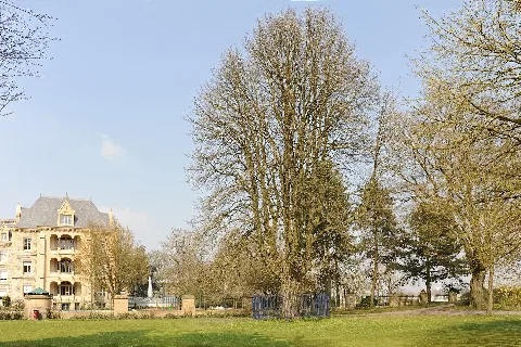 Arbre Du Prince Jean Luxembourg 2009 01