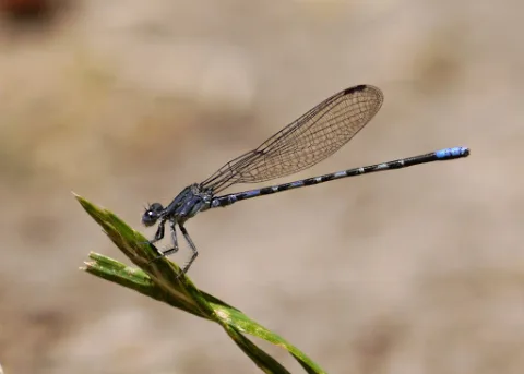 Argia Immunda 865161