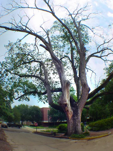 Arsenal Oak (Augusta State University)