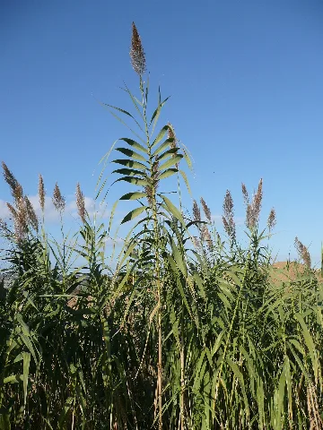Arundo Donax Abruzzi Italy
