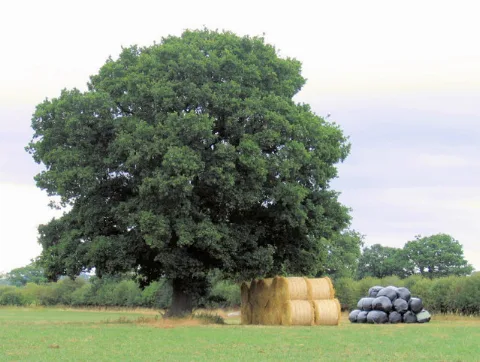 Ashton Hayes Straw And Silage