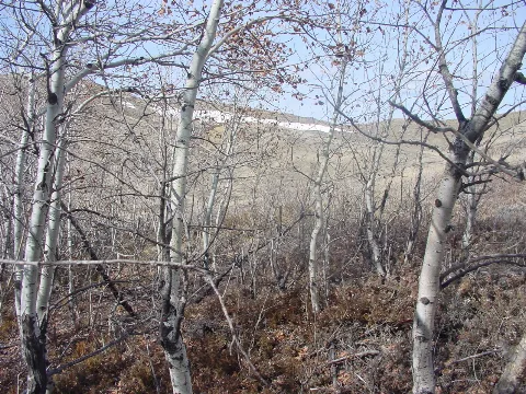 Aspen Forest In Early April Panoramio