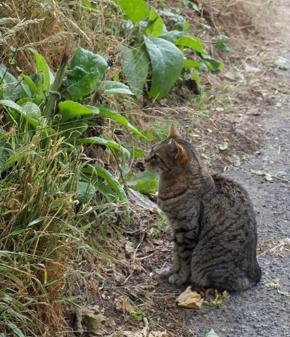 Attentive Cat, Tisbury Geograph.org.uk 1398731