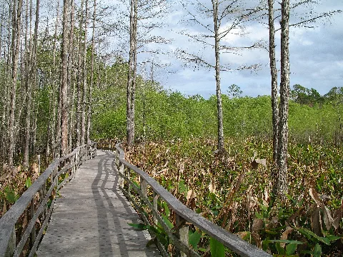 Audubon Society Corkscrew Swamp Sanctuary