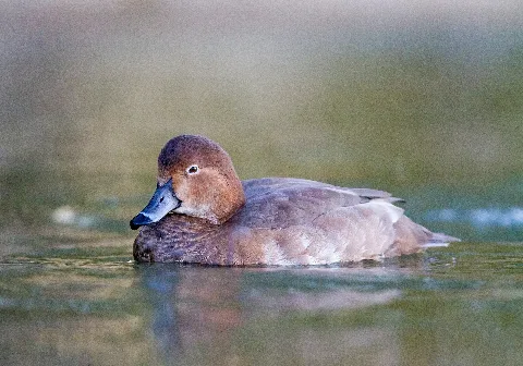 Aythya Americana Female