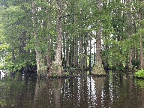 Bald Cypress