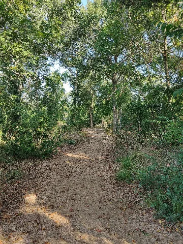Bayou Trail (Willow Waterhole Greenway) (67759)