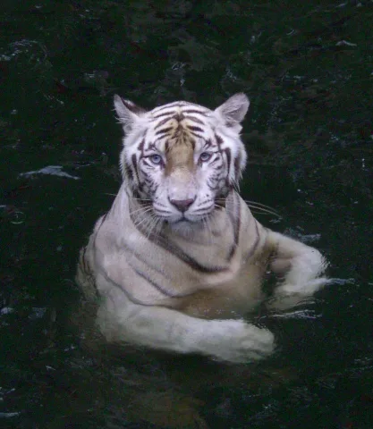 Bengal Tiger Singapore Zoo 2006 11 13