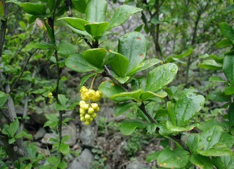 Berberis Vulgaris Flowers
