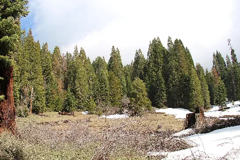 Big Stump Grove 2017