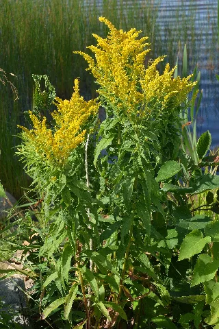 Big Toothed Canada Goldenrod (Solidago Fallax) Gander, Newfoundland 2019 08 21