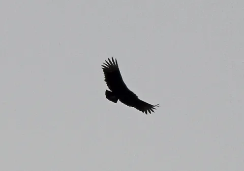 Black Vulture, Portland, Mi, March 16, 2012 (6842472148)