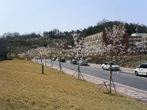 Blossoms At Information And Communications University