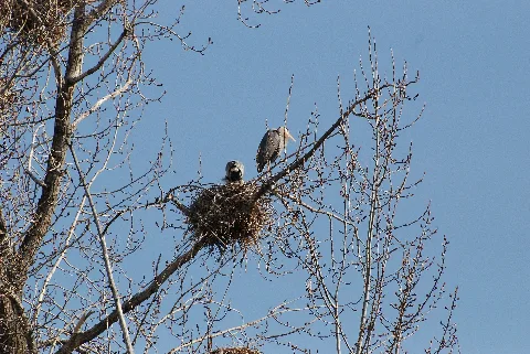 Blue Heron Nest Panoramio