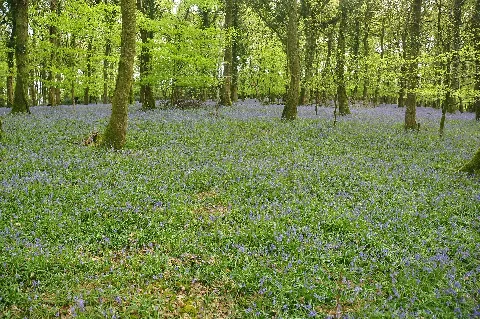 Bluebells In Plymbridge Woods (4576)