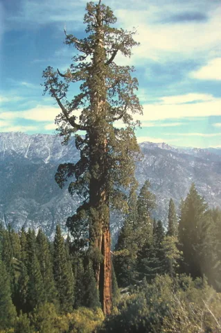 Boole Tree