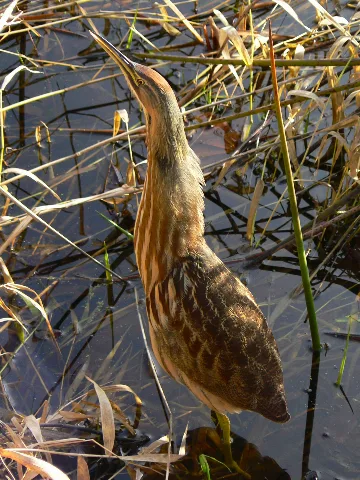 Botaurus Lentiginosus 28079