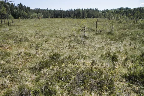 Breimyr Lite Statens Naturoppsyn