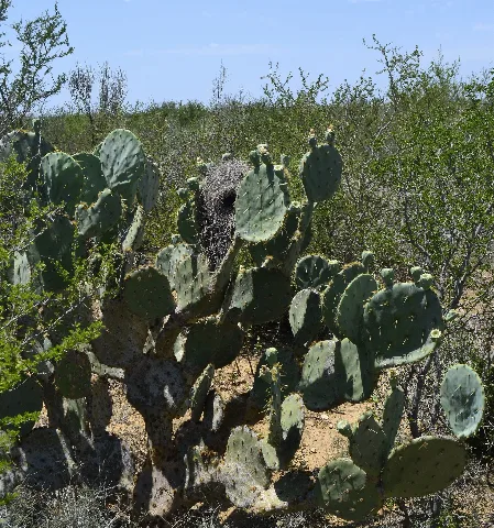 Cactus Wren Nest Panoramio