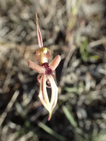 Caladenia Brevisura (3)