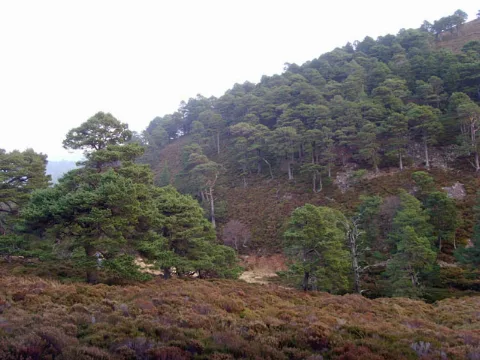 Caledonian Pine Forest Above The Water Of Allachy Geograph.org.uk 1142564