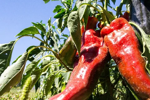 California Red Chili Peppers