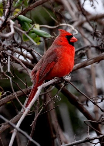 Cardinalis Cardinalis Usa Male 8