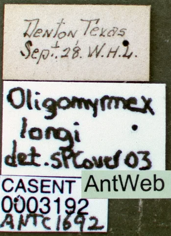 Carebara Longii Casent0003192 Label 1