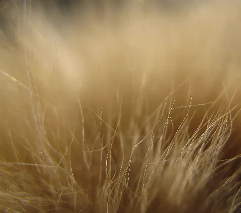Cat Hair Forest