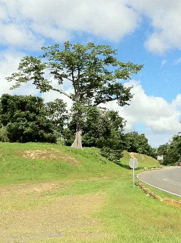 Ceiba Panoramio